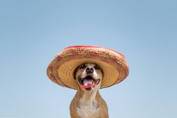 cachorro com chapéu mexicano