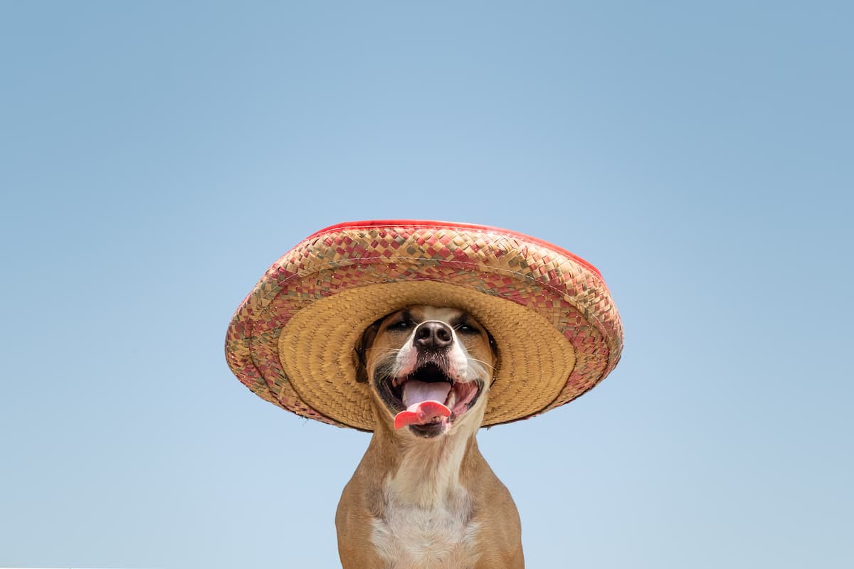 cachorro com chapéu mexicano