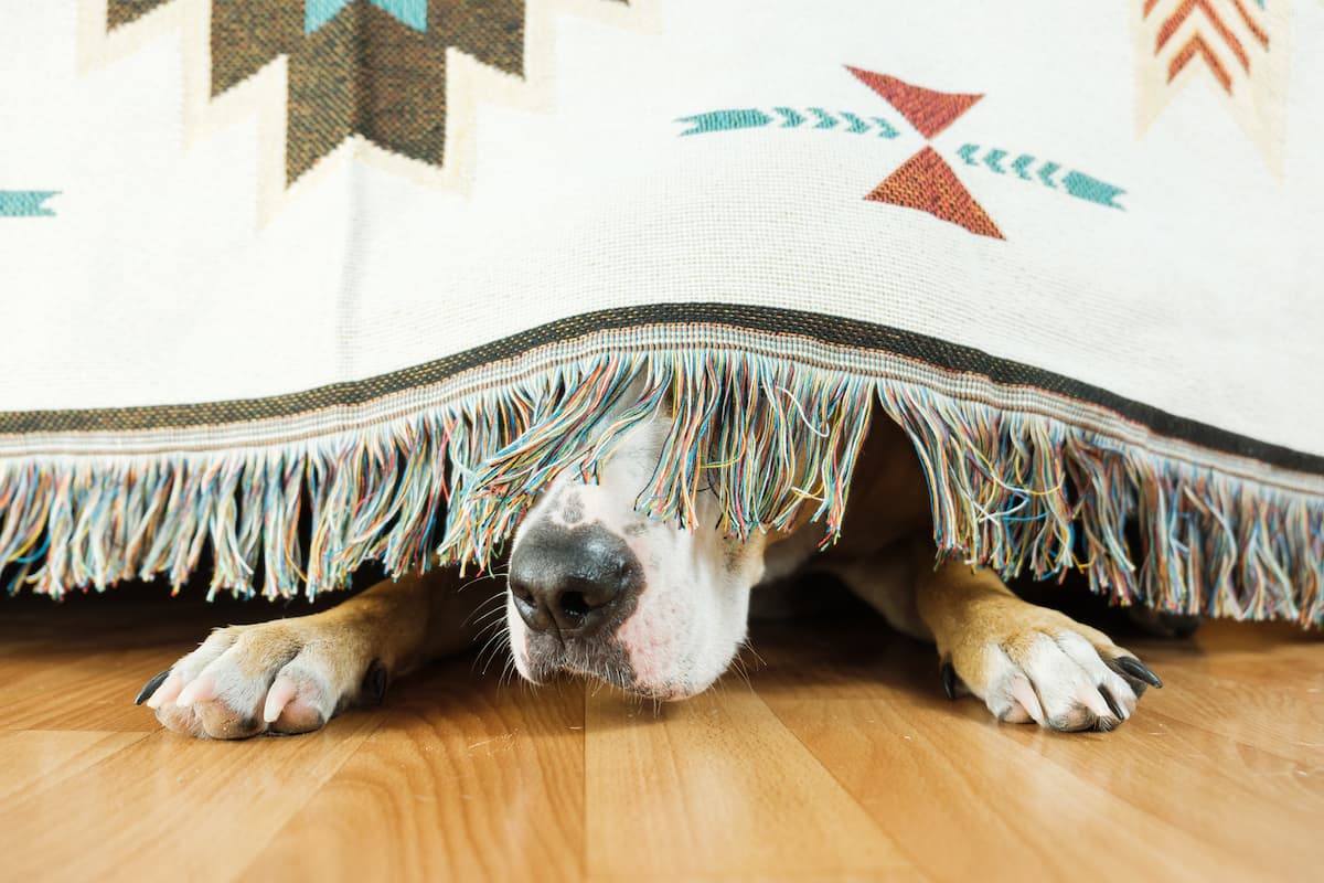 cachorro com medo escondido debaixo da cama