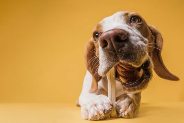 cachorro comendo ossinho