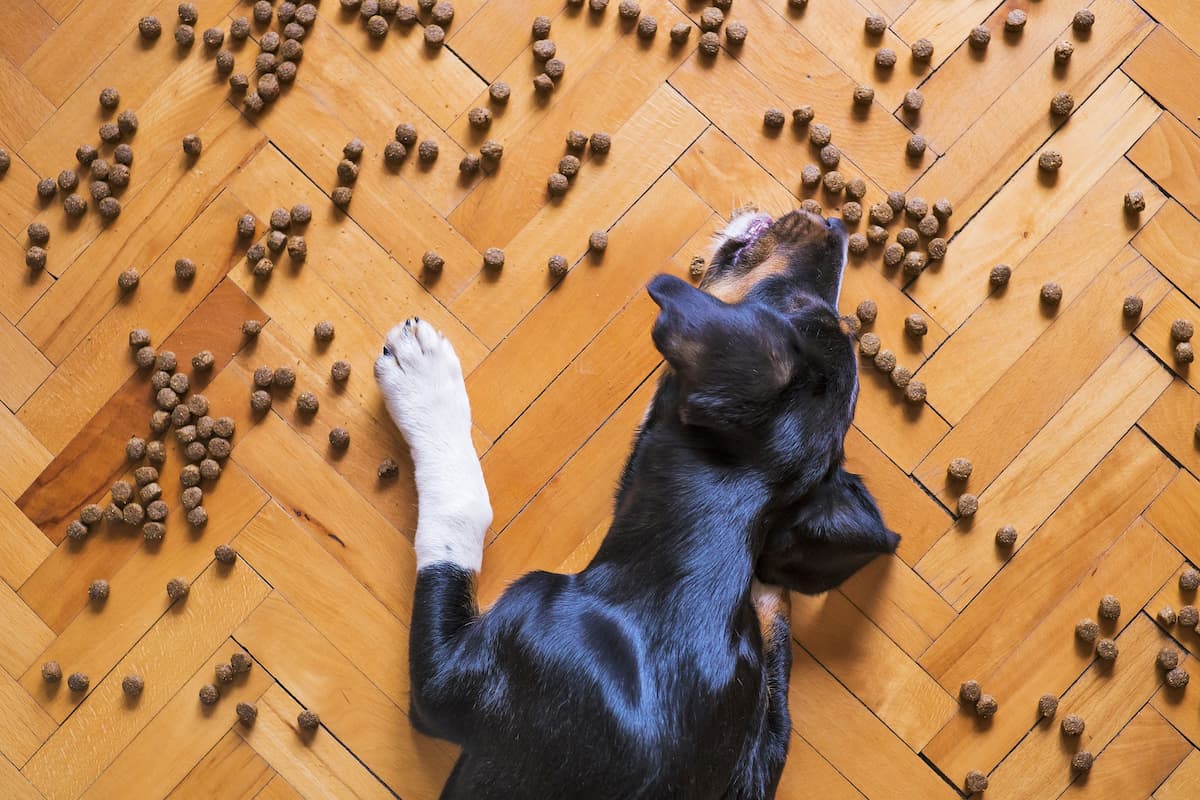 cachorro comendo ração no chão