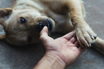 cachorro deitando dando a pata