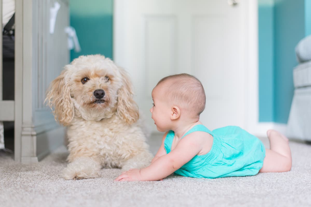 cachorro e bebê deitados no chão