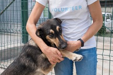 cachorro em abrigo com voluntário