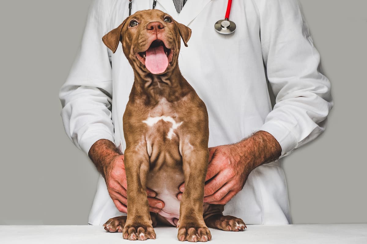cachorro feliz no veterinário