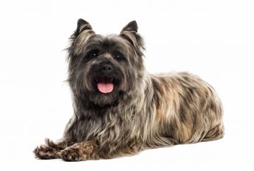 cairn terrier deitado