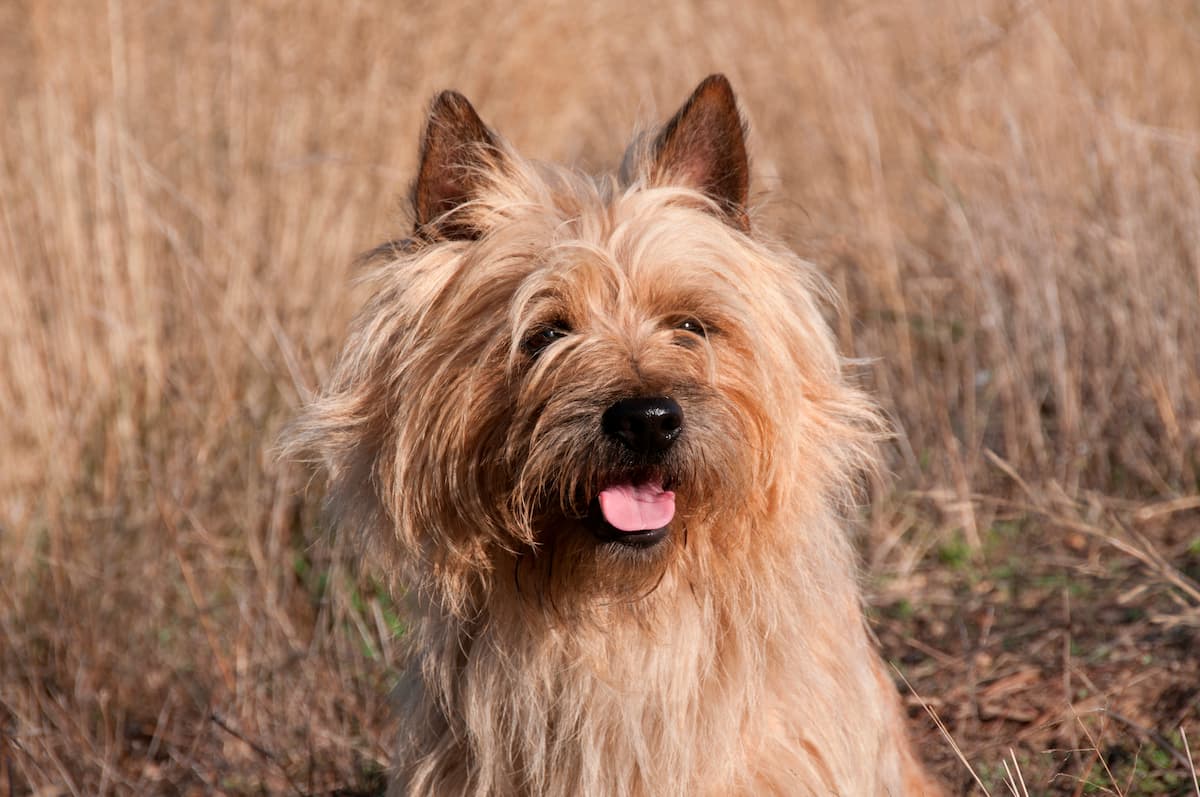 cairn terrier