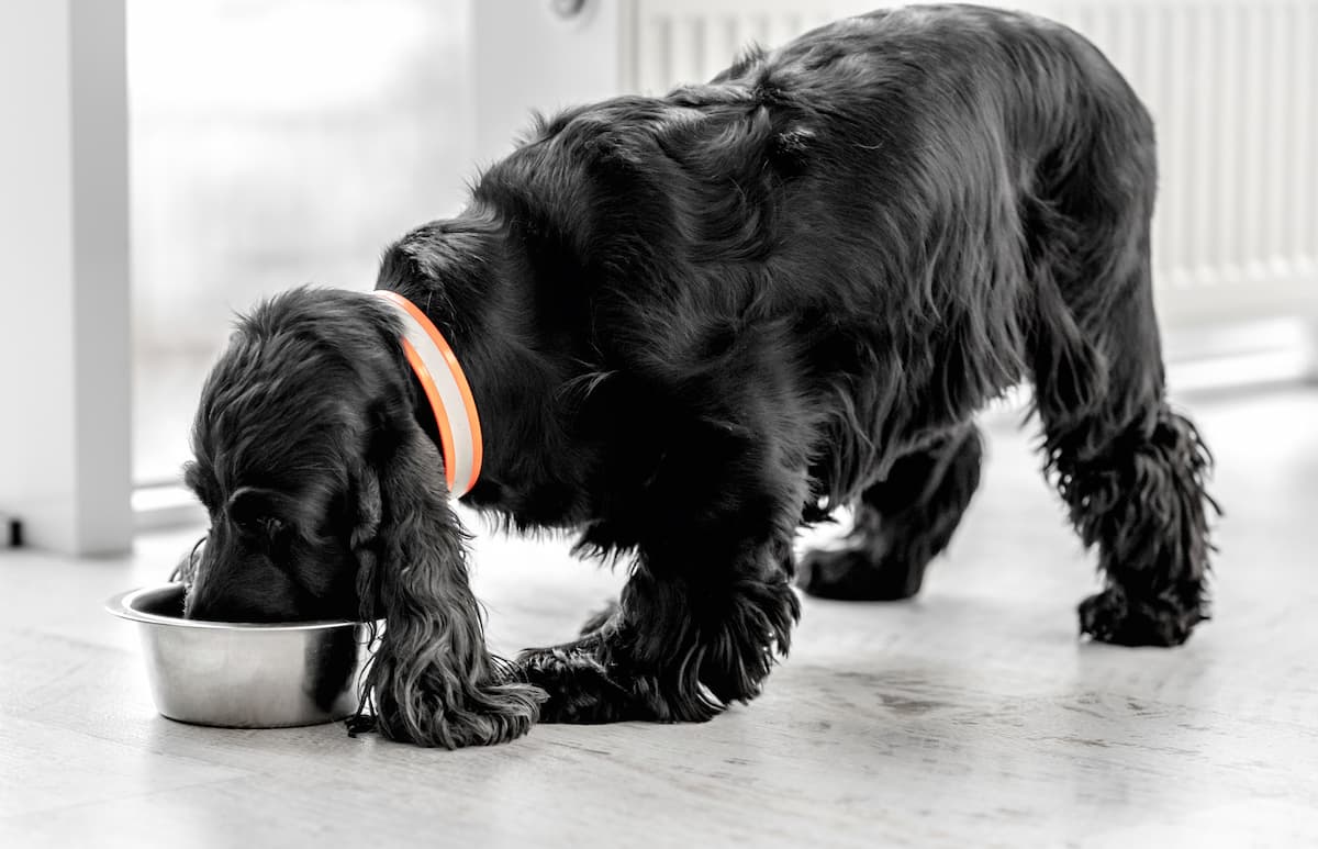 cocker spaniel comendo