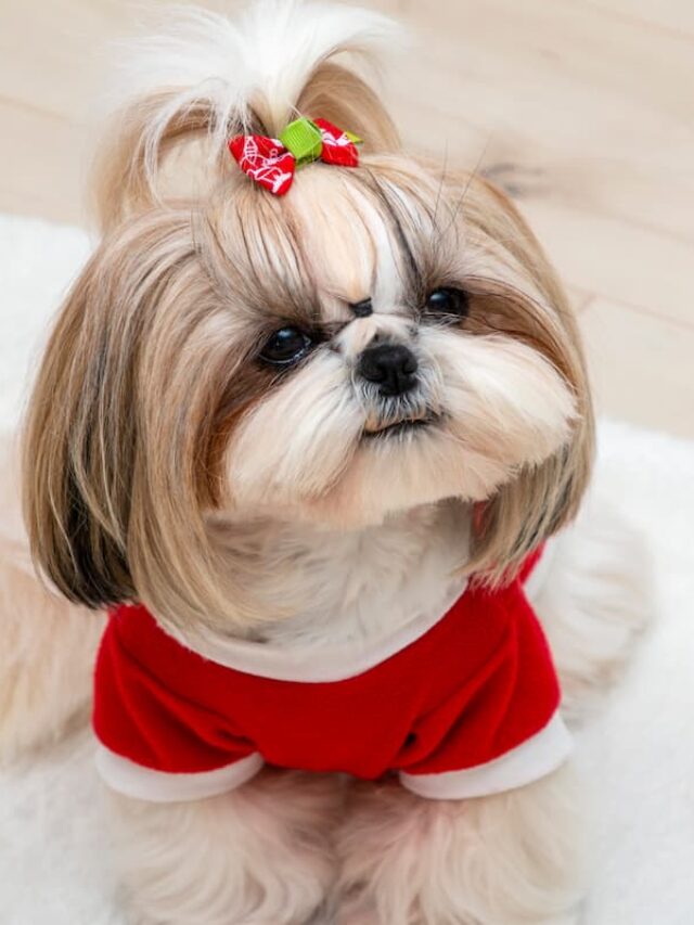 As 9 Melhores Rações para Shih-Tzu (para Filhotes, Adultos e Idosos)