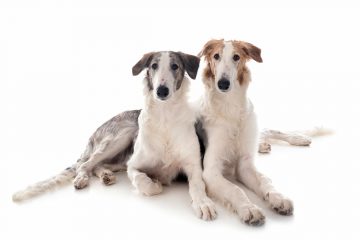 dois borzoi deitados