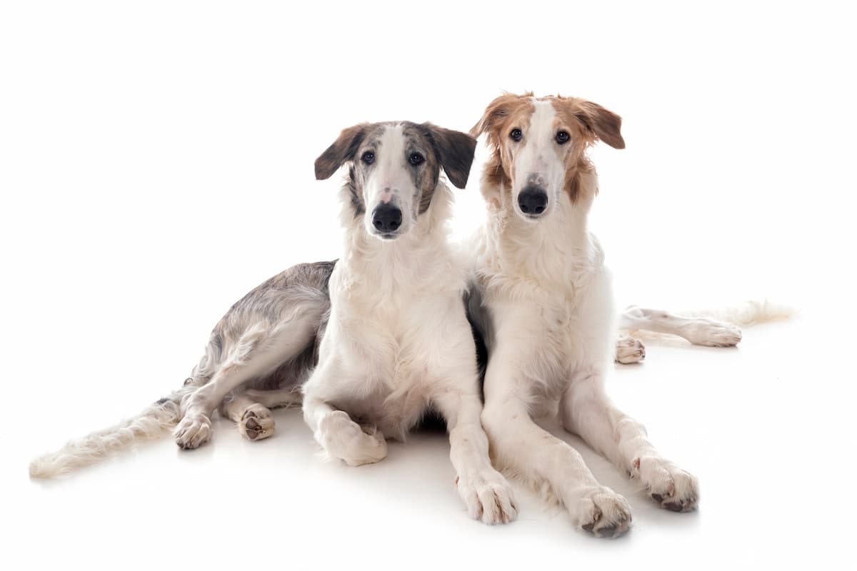 dois borzoi deitados