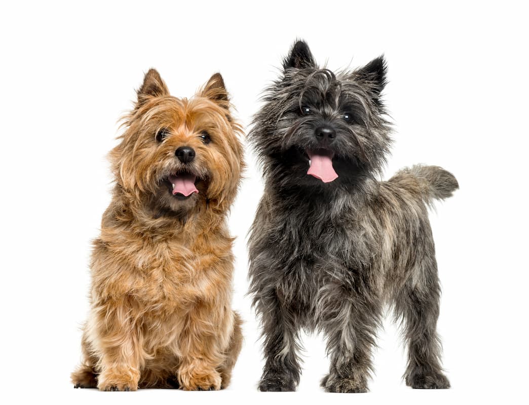 dois cairn terrier