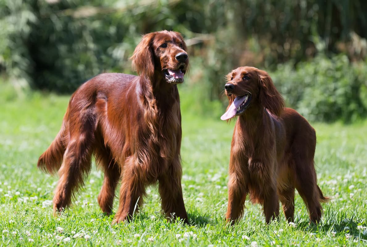 dois setter irlandês