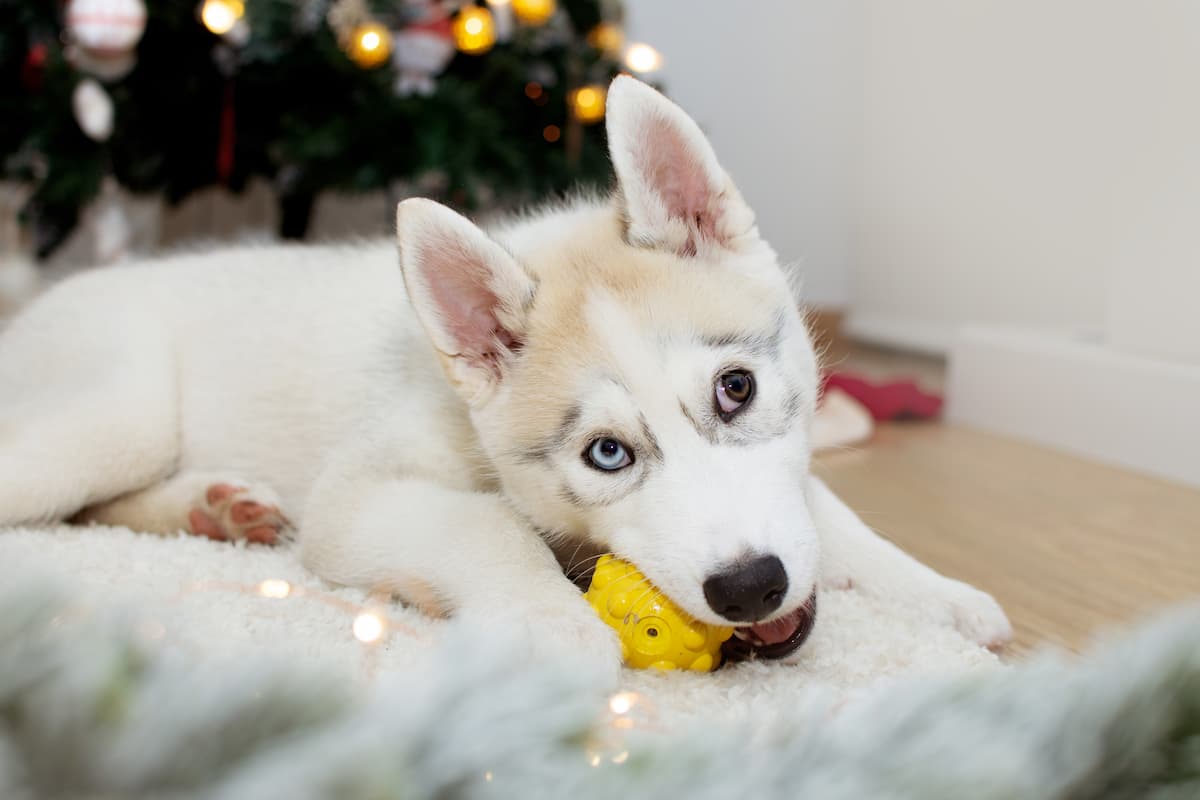 filhote de husky mordendo