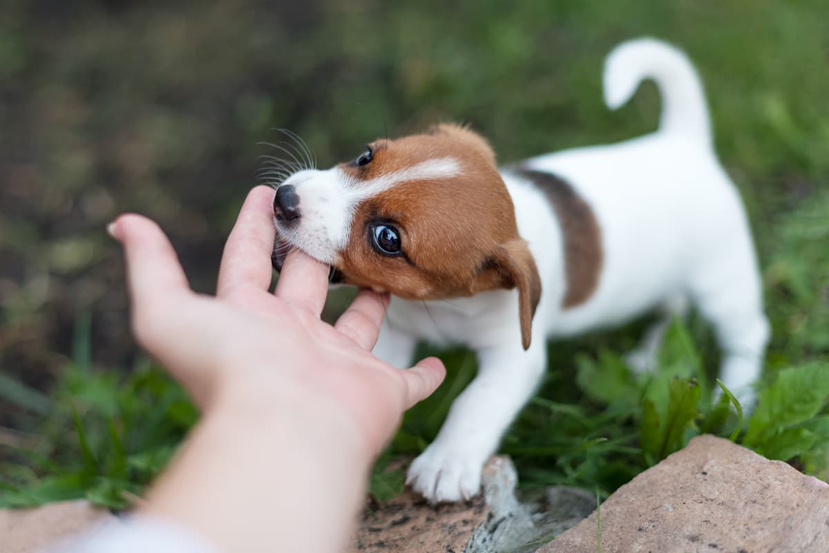 filhote de jack-russell-terrier mordendo