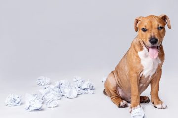 filhote de staffordshire terrier bagunça