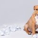 filhote de staffordshire terrier bagunça