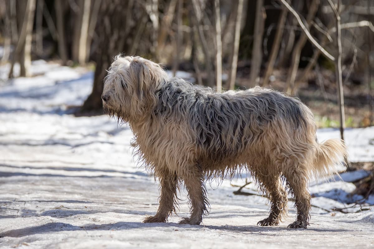 komondor no parque