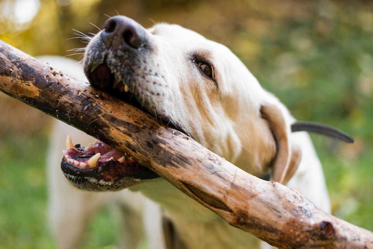 labrador brincando com galho