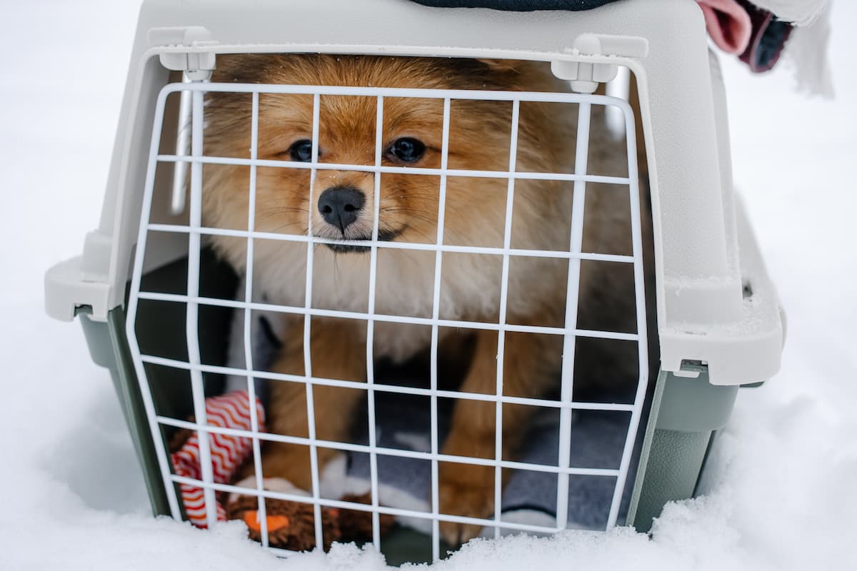 lulu da pomerânia na caixa de transporte