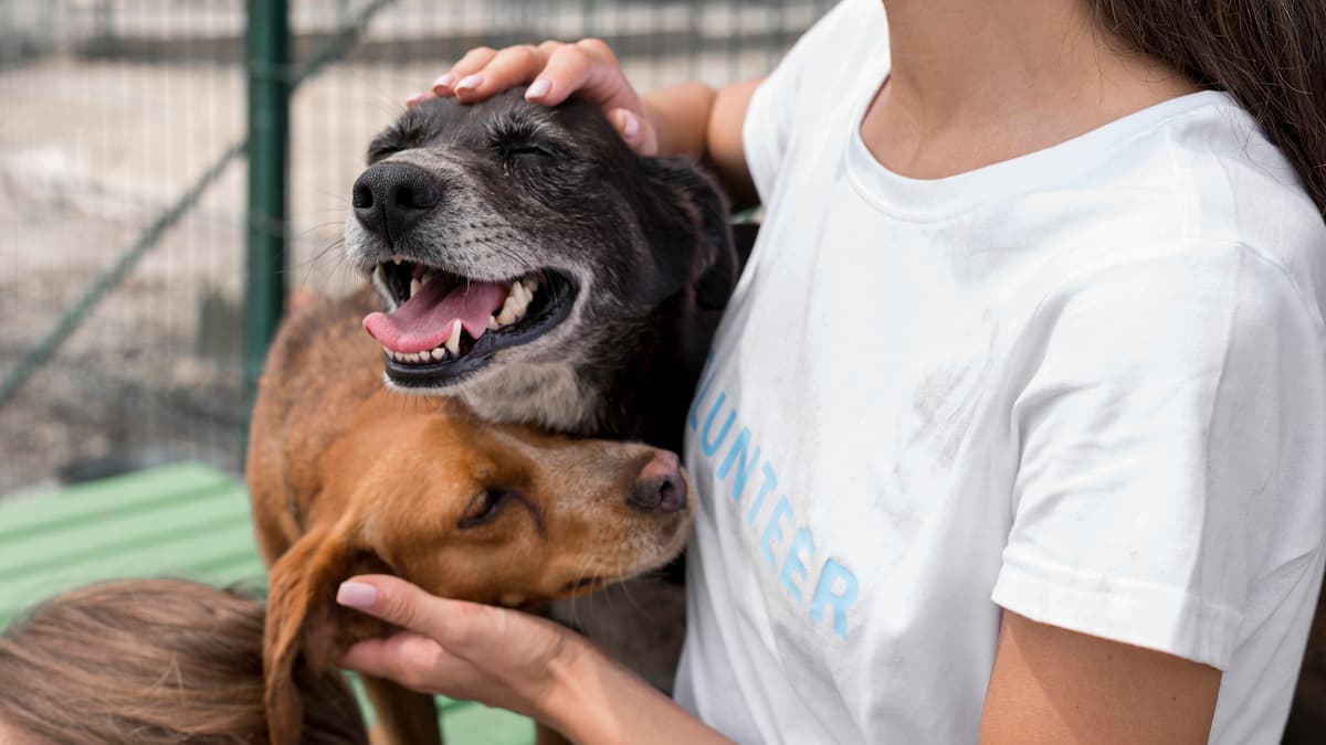 mulher brincando com cães de abrigo