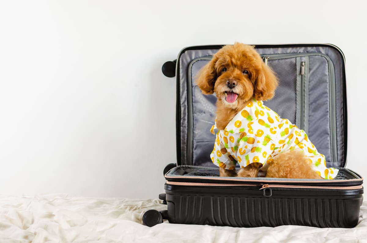 International Pet Transport to Singapore