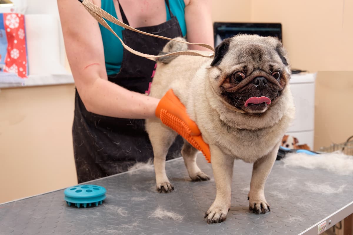 pug com queda de pelo