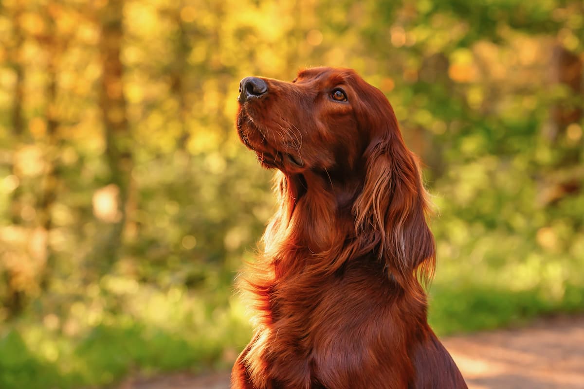 setter irlandês close up