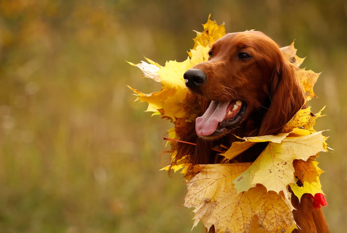setter irlandes com folhas