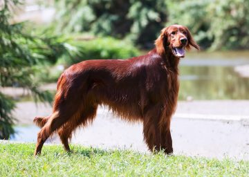 setter irlandês na grama