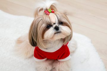 shih tzu fêmea com lacinho