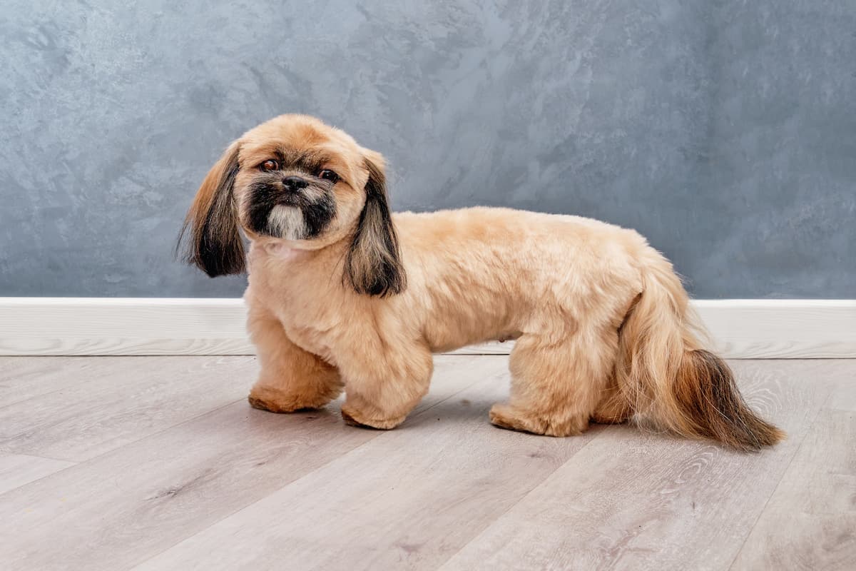 shih tzu tosa leão