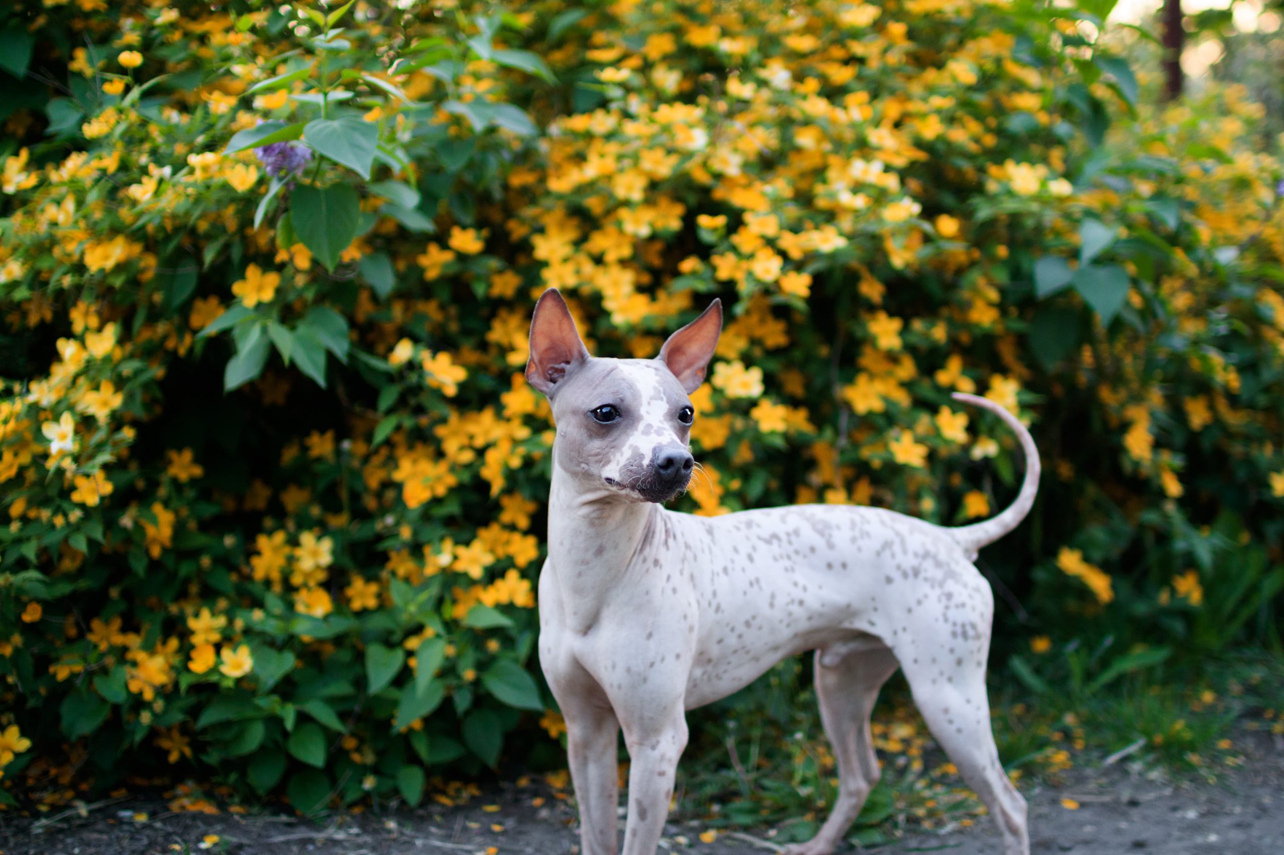 terrier americano sem pelo