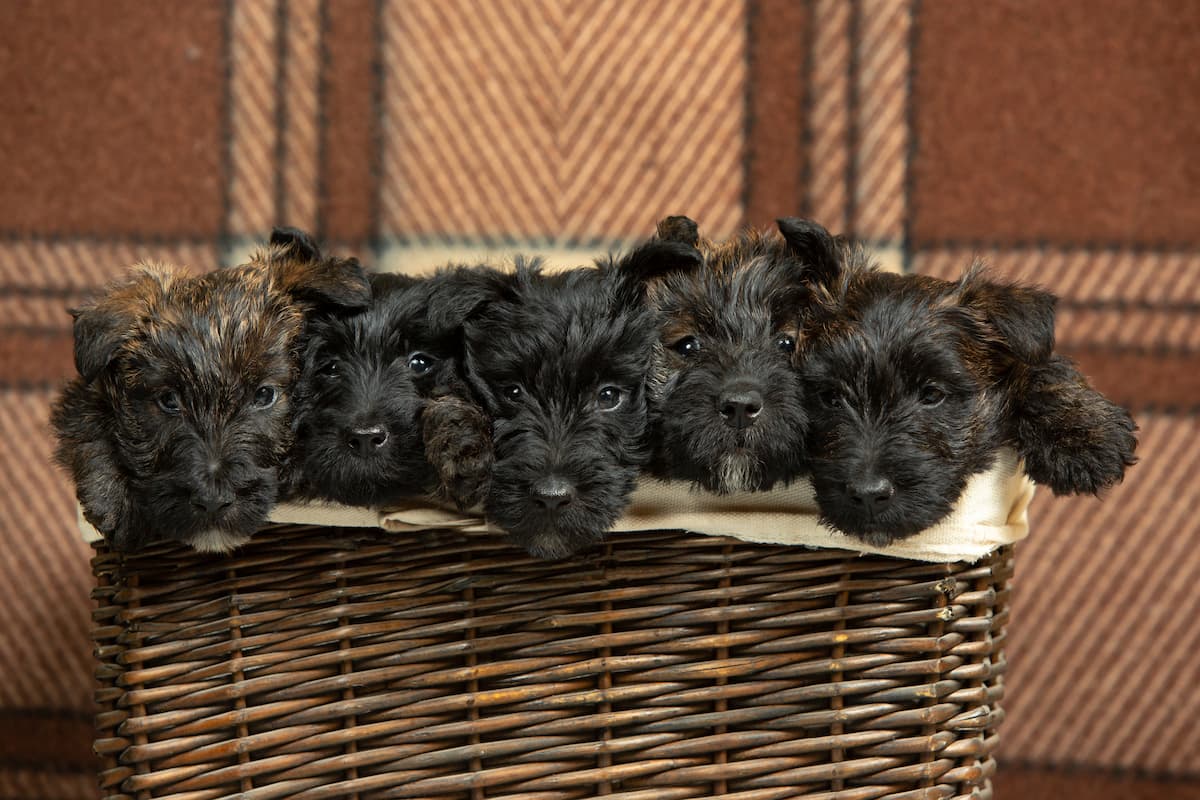 terrier escocês filhote