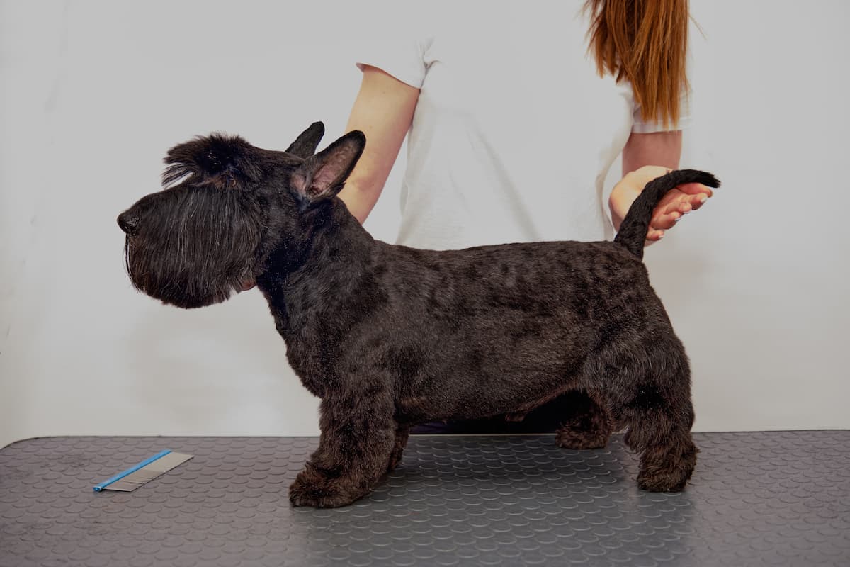 terrier escocês preto