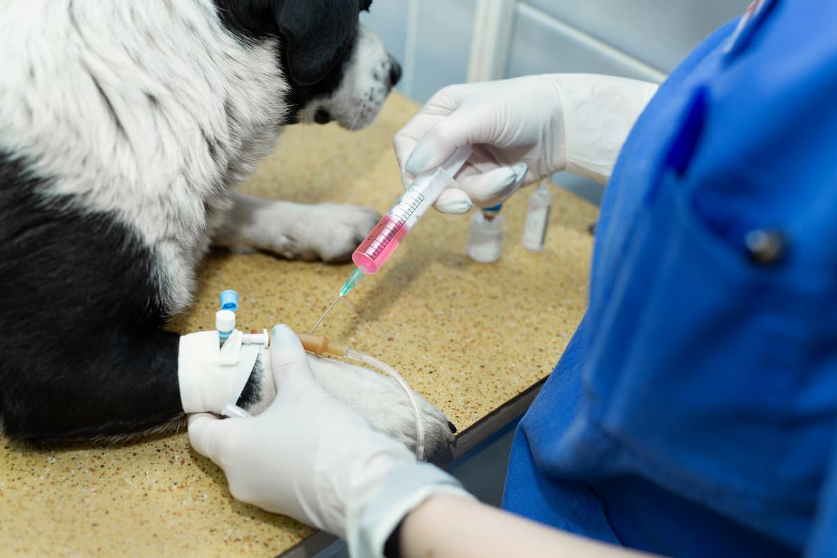 veterinário aplicando remedio na veia