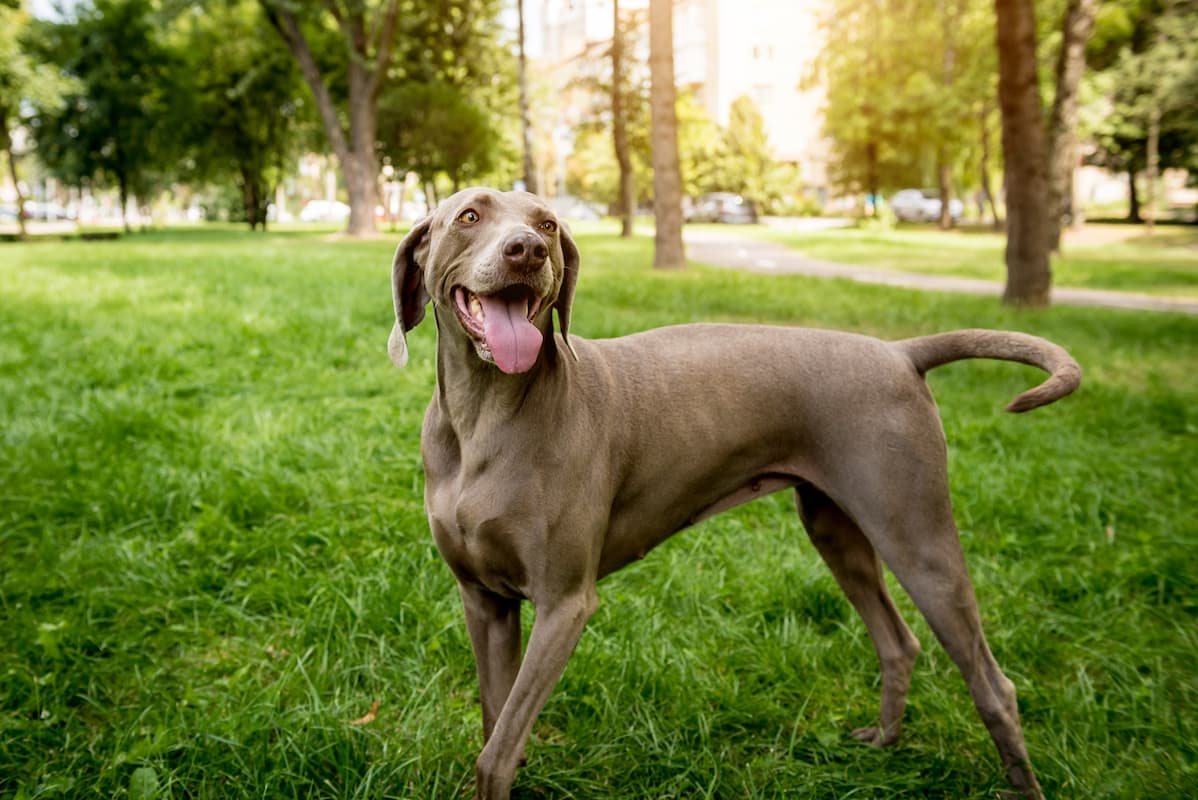 weimaraner em pé na grama