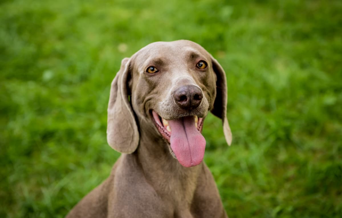 weimaraner na grama