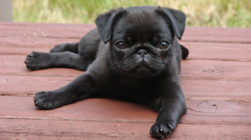 Pug