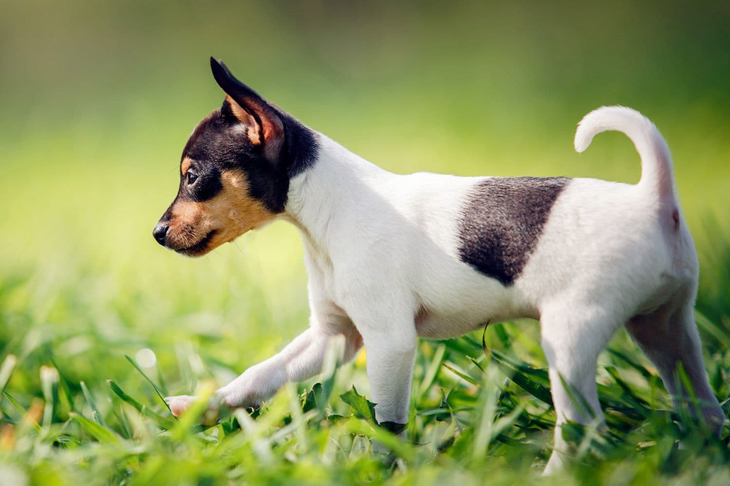 Fox terrier toy