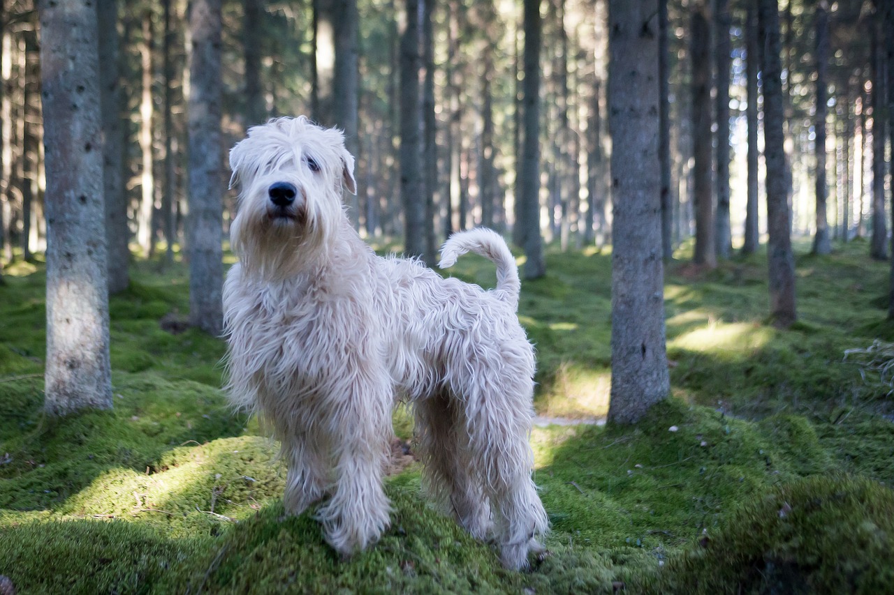 Soft Coated Wheaten Terrier branco