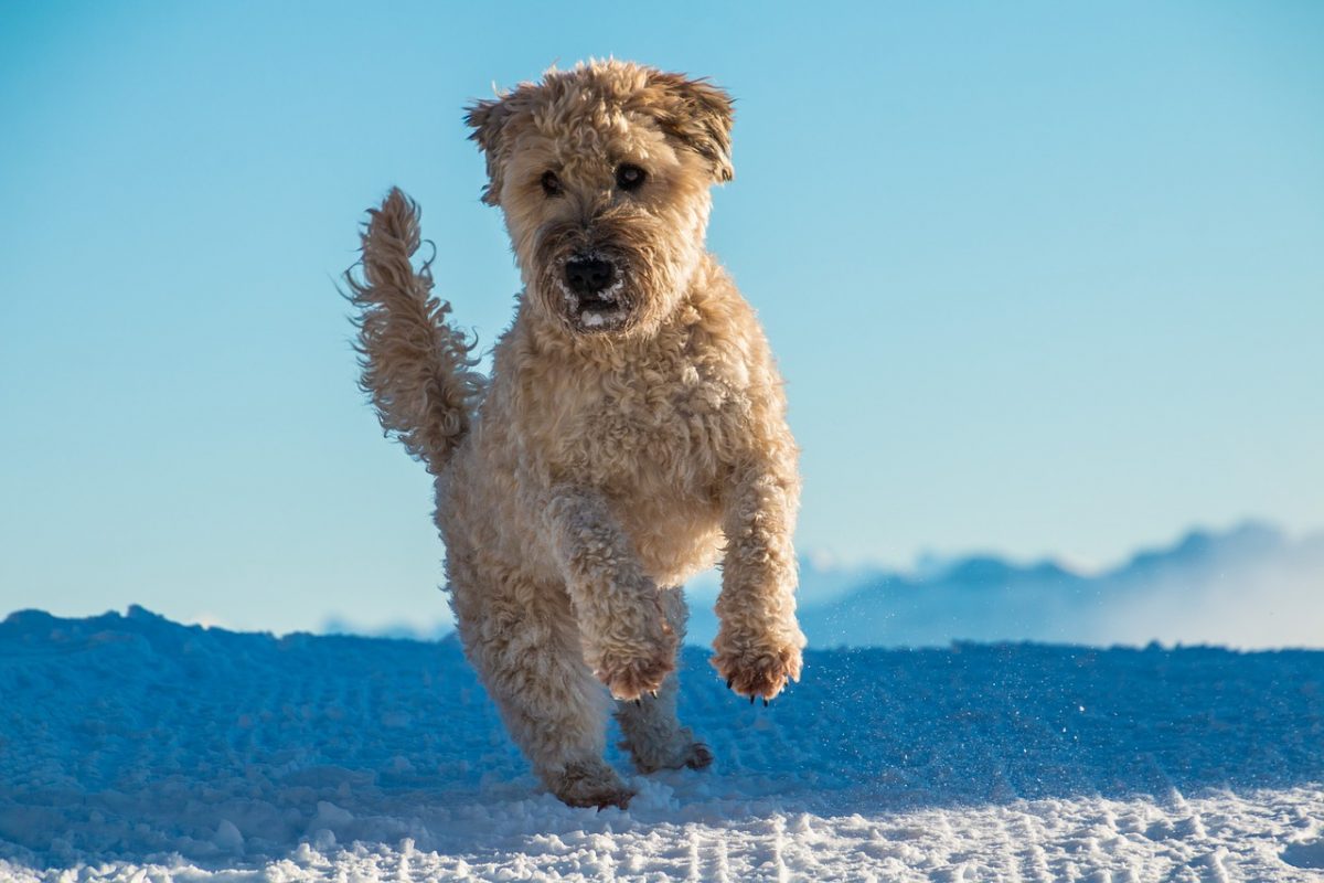 Soft Coated Wheaten Terrier dourado na neve