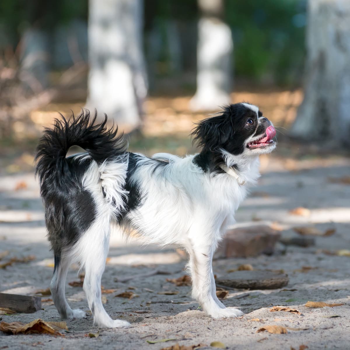 Spaniel japonês