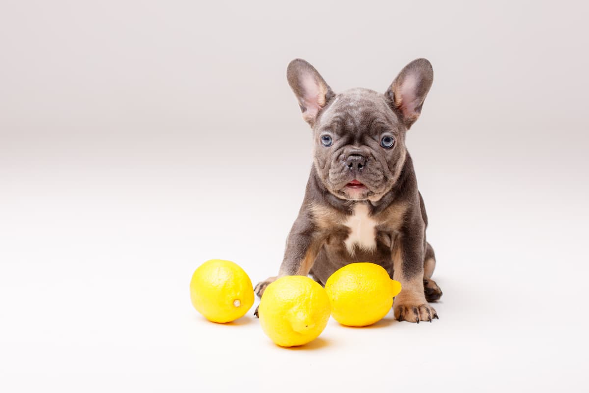 cachorro pode comer limão