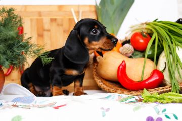 dachshund filhote e legumes