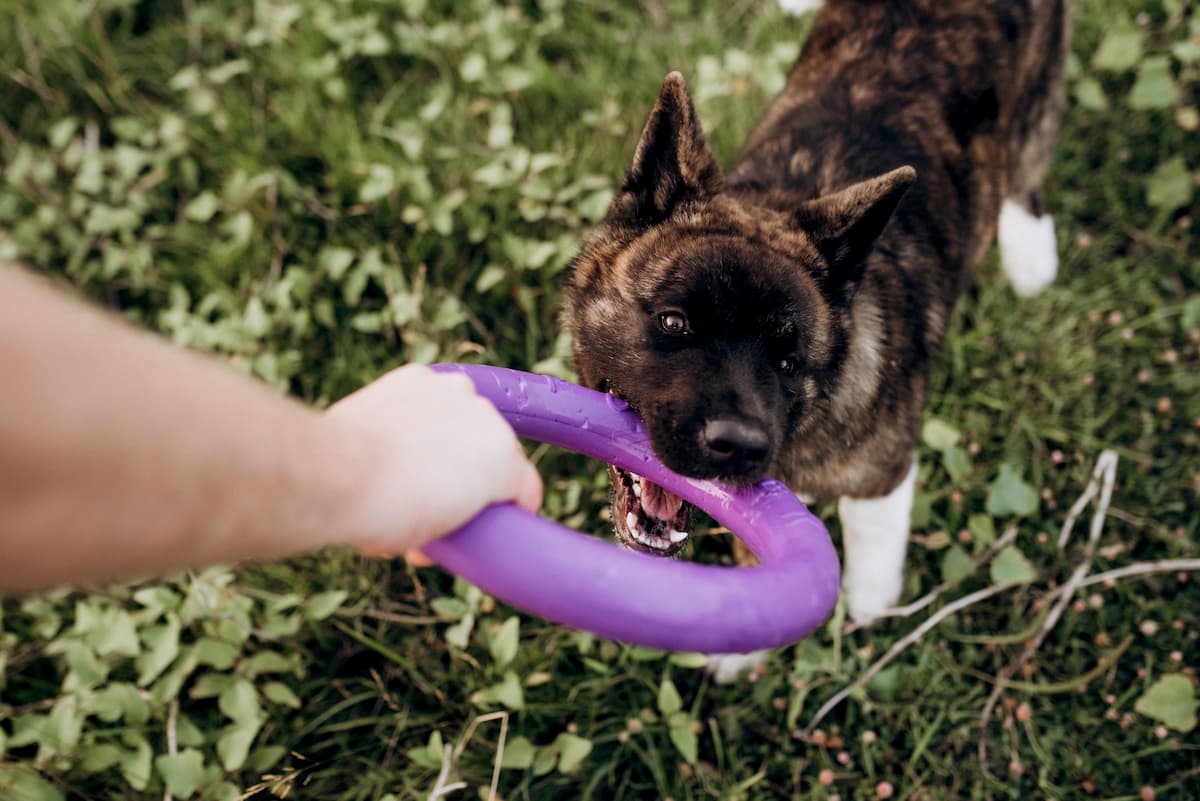 frisbee para cachorro