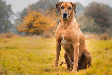 Rhodesian Ridgeback sentado