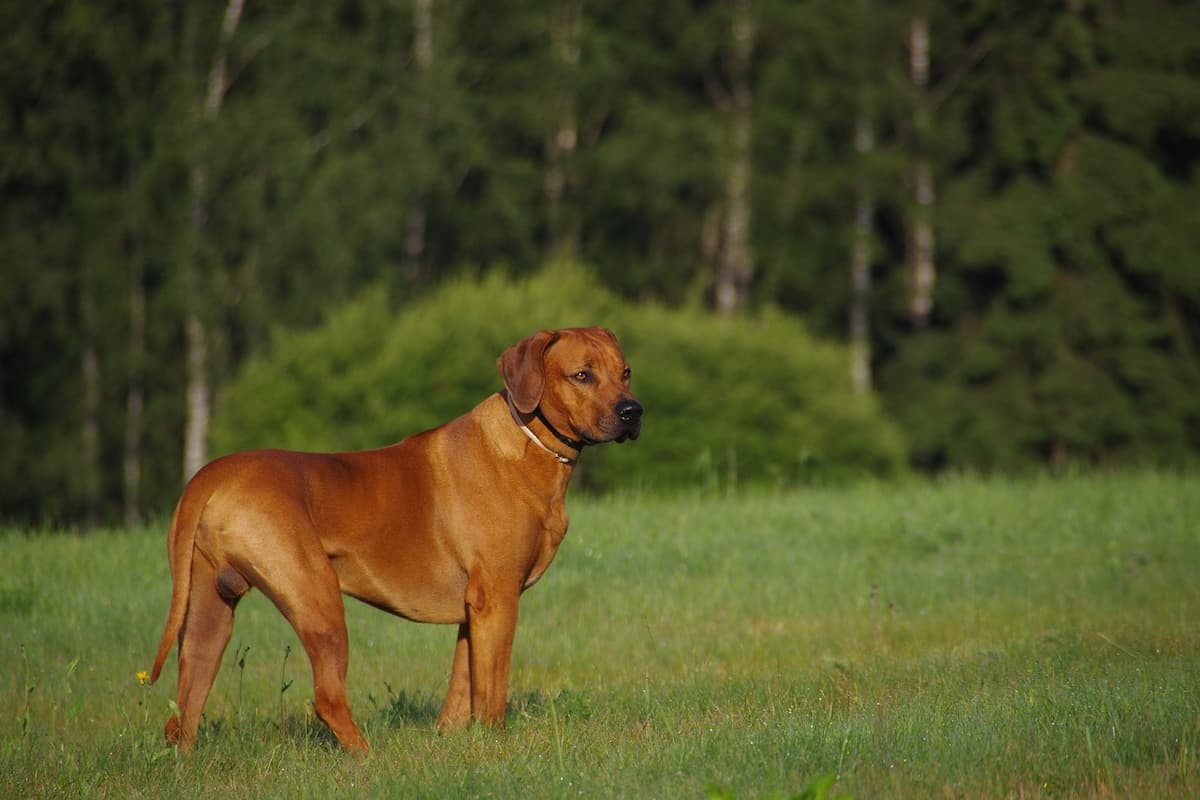 Rhodesian Ridgeback