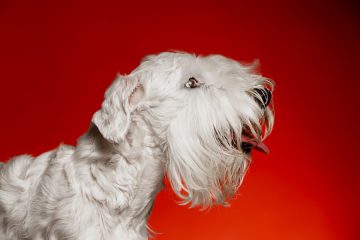 West Highland White Terrier