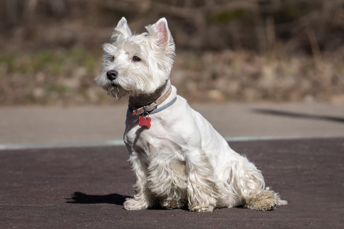 West Highland White Terrier